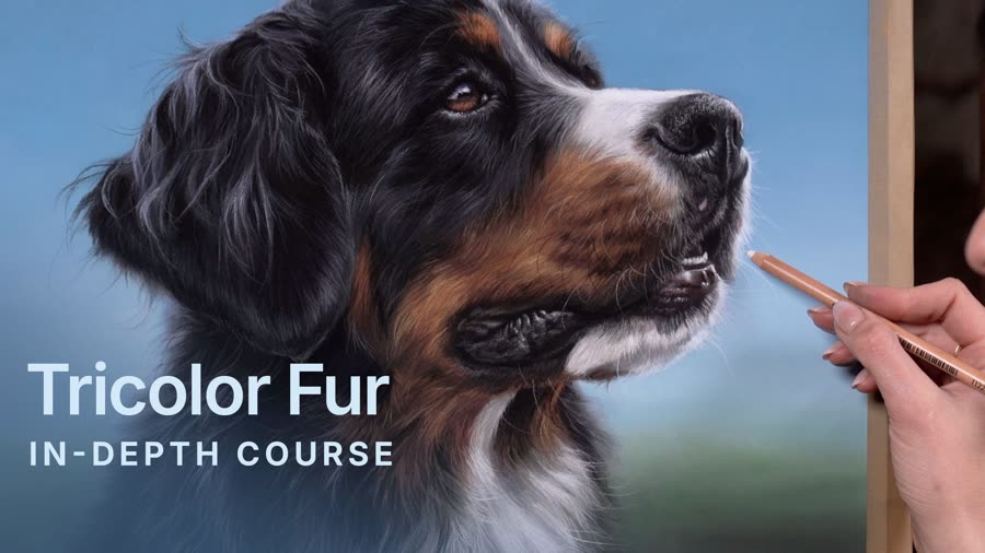 The Bernese Mountain Dog course